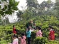 CÁC BÉ ĐIỂM TRƯỜNG KIM THƯỢNG TRẢI NGHIỆM HÁI CHÈ CÙNG BÁC NÔNG DÂN - TRƯỜNG MN TIÊN KIỀU